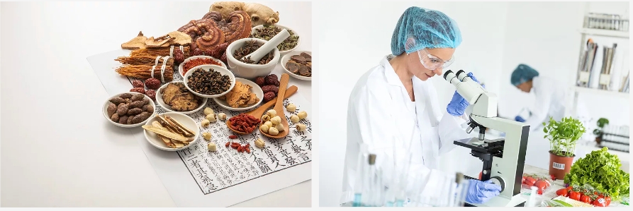 Benefits of Morchella Extract.jpg